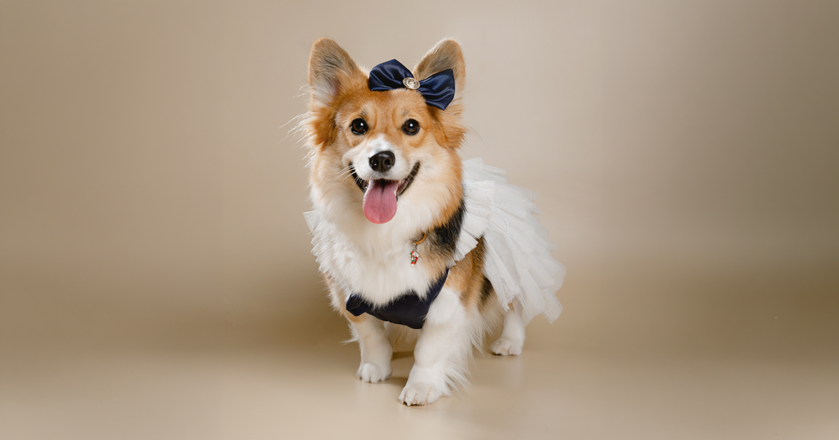 Lyca, a corgi, standing tongue out in a white tutu and navy harness with a navy bow on her head, against a soft beige studio backdrop.