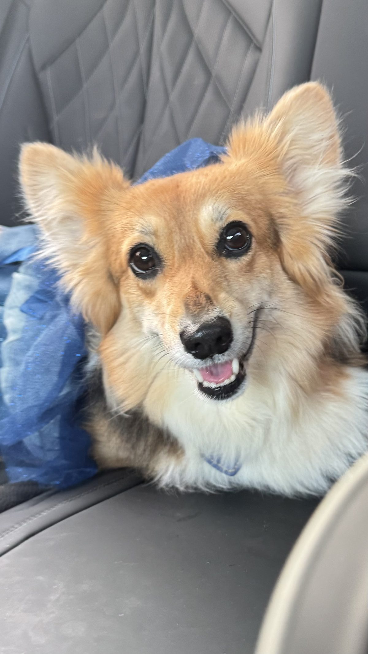 Barkday Funday